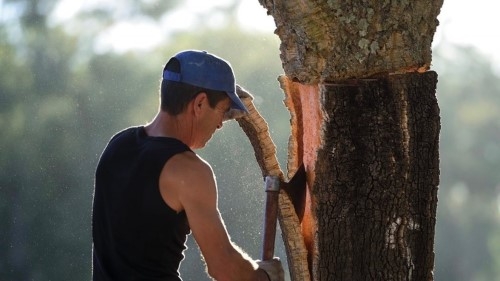 Harvesting Cork