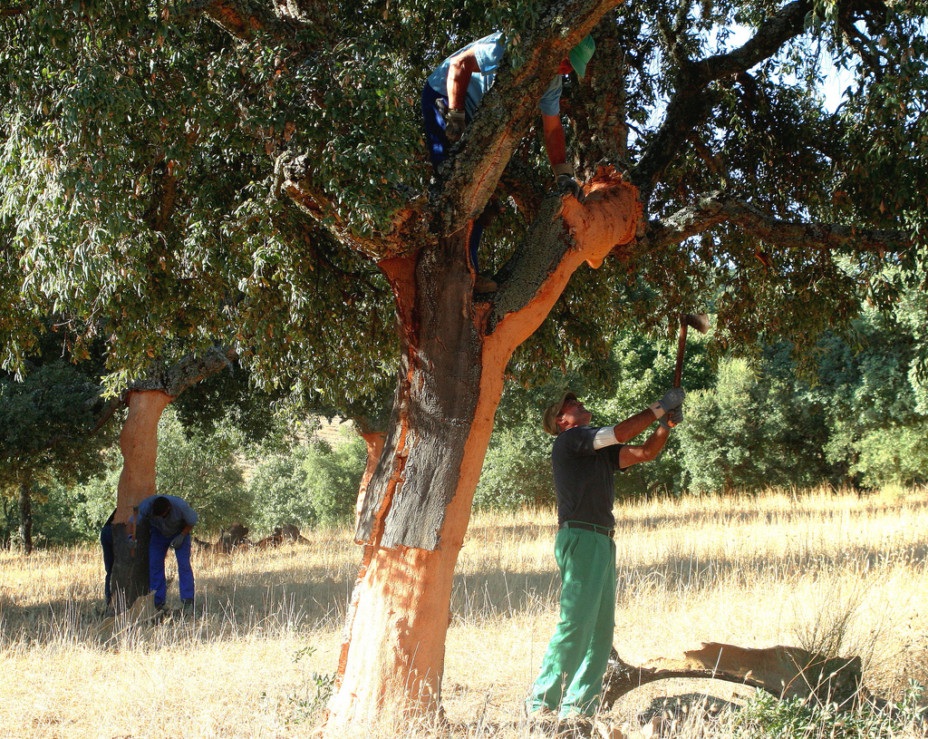 Cork Oak Tree